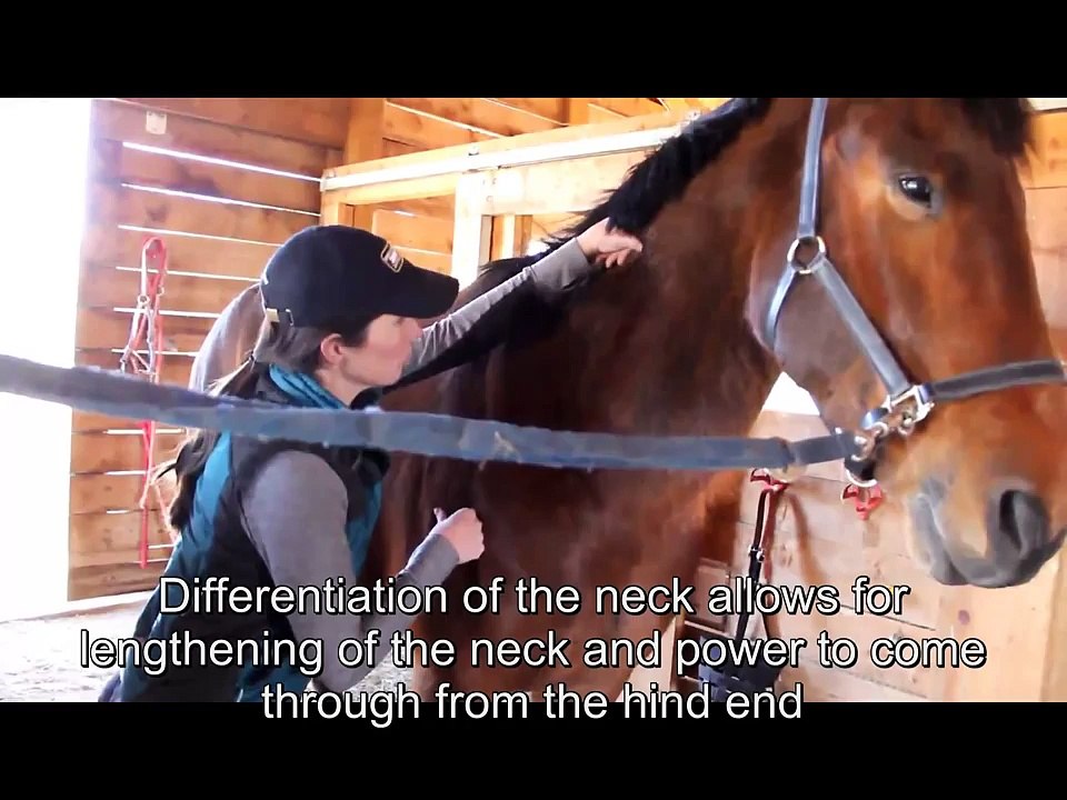Equine Rolfing® Structural Integration for Horses