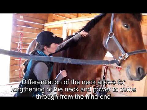 Equine Rolfing® Structural Integration for Horses