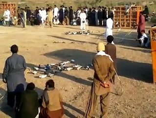 Kabootar Bazi Muqabala: The Exciting Sport of Pigeon Racing 🕊️