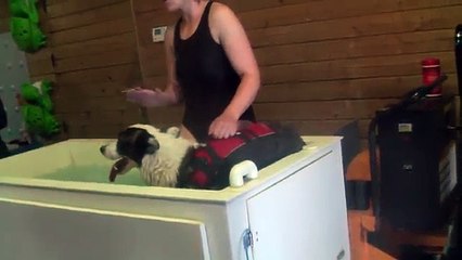 dierenzorg 2011 op uitstap hydrotherapie bij honden