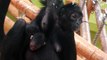 Baby Braunkopfklammeraffe - Baby Black-headed Spider Monkey - Munich Zoo
