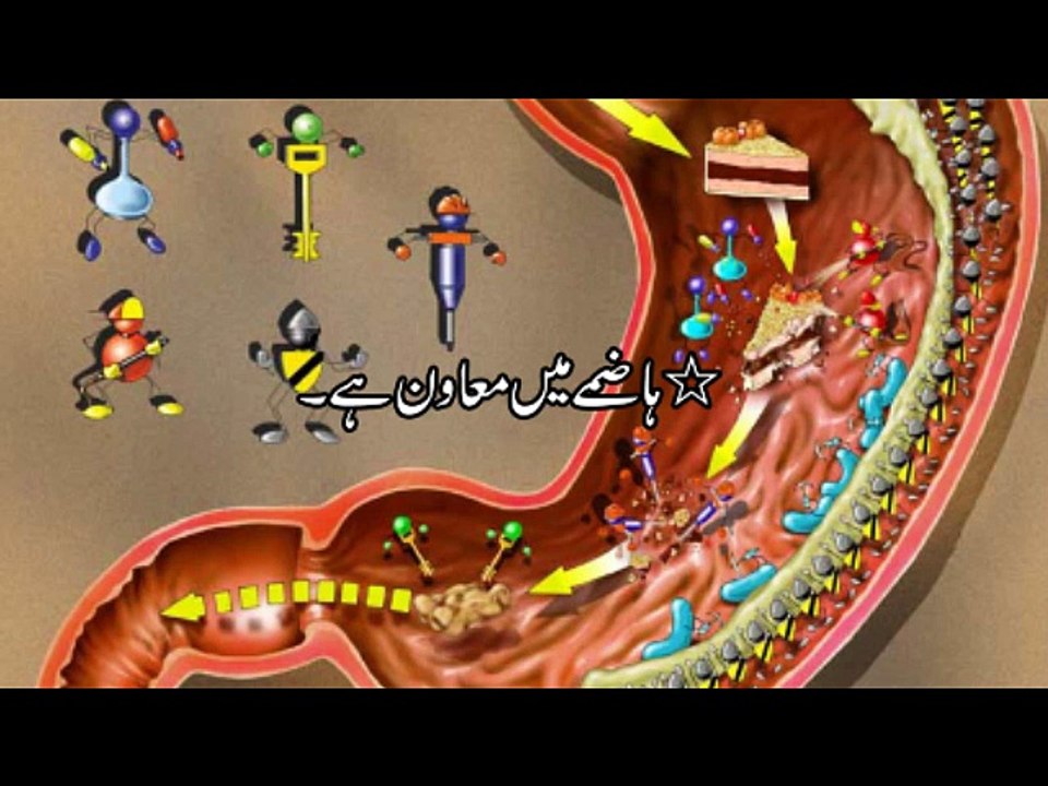 Ajwain (Carrom Seeds) Dr.na Mazhar (Dr of alternative medicine)