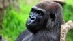 Female Gorilla Dies In Zoo After Being Attacked By Male Gorilla