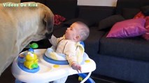 Los bebés lindos que juegan con perros grandes Compilación 01 2015 [720p HD VIDEO]