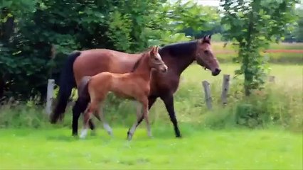 Holsteiner Premium Colt by QUARZ x Cassini I for sale, *2014