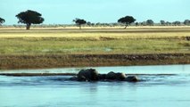 Elephants swim across Chobe River from Namibia to Botswana.  Ian Redmond..