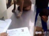 Cães começam a receber microchips em Florianópolis