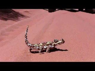Thorny Devil