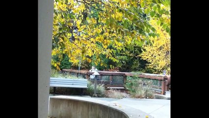 Couple humps in public