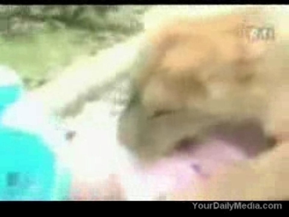 Vengeance animal