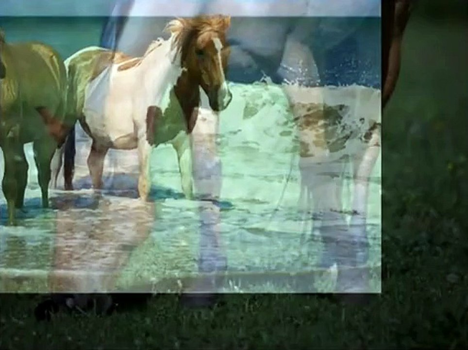 Cavalli: Poesia in movimento