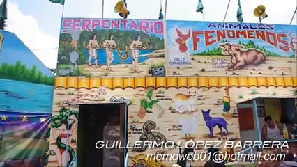 Animales "Fenómeno" en la feria del burro. "El gallo con cuernos"