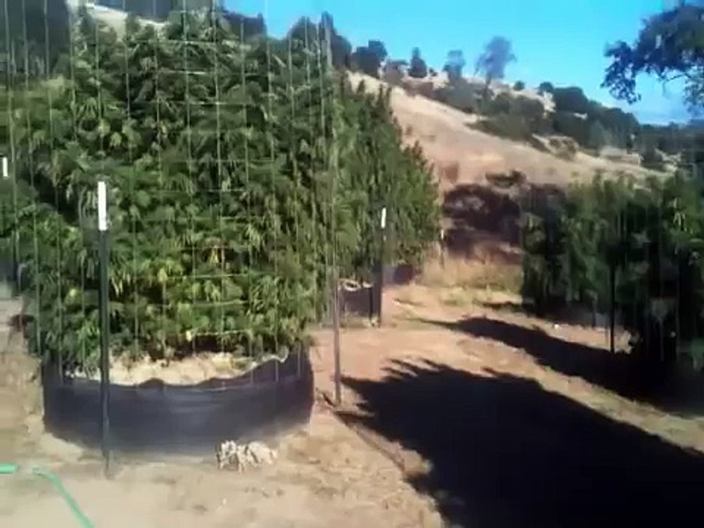 ⁣Monster Cannabis / Marijuana plants