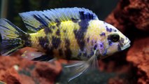 The Pros And Cons of Keeping African Cichlids