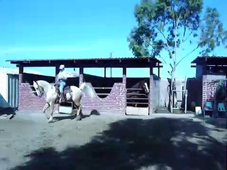 caballo de jesus torres