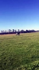 Elle insulte son cheval après une chute …