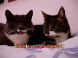 Gatos Hablando