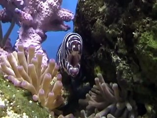 Zebra Moray Eel