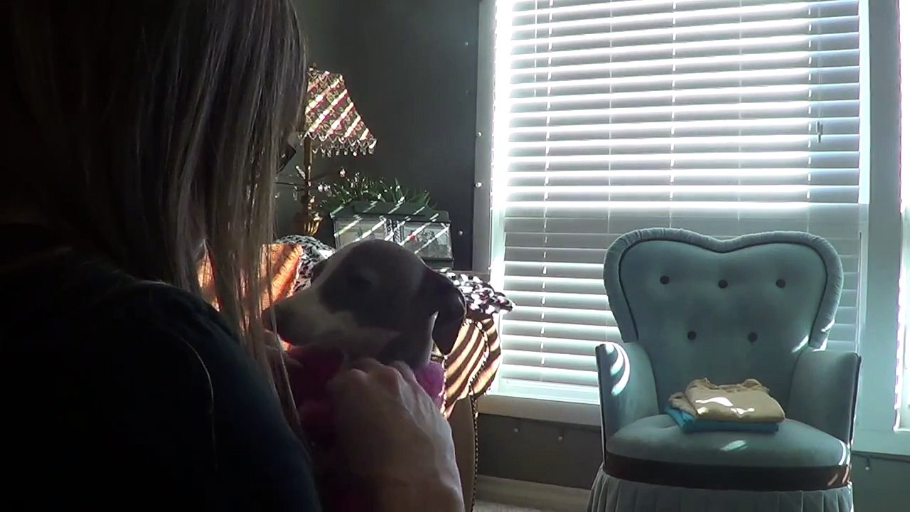 SHIMMER does not make a very good SUPER MOUSE