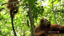 Orangutan Opus - Tchaikovsky and wildlife