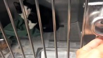 Cruelty case Cat tied into plastic bag