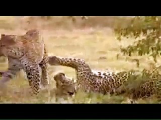 Big Cat Diary - Toto