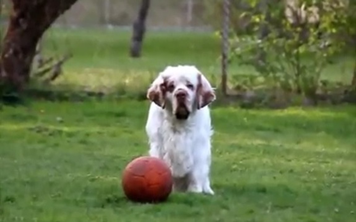 Futbolcu Clumber Spaniel
