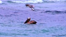Dive Bombing Pelicans In Slow Motion - Canan VIXIA HF G30