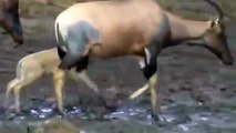 Crocodile Attack Wildebeest at Mara River