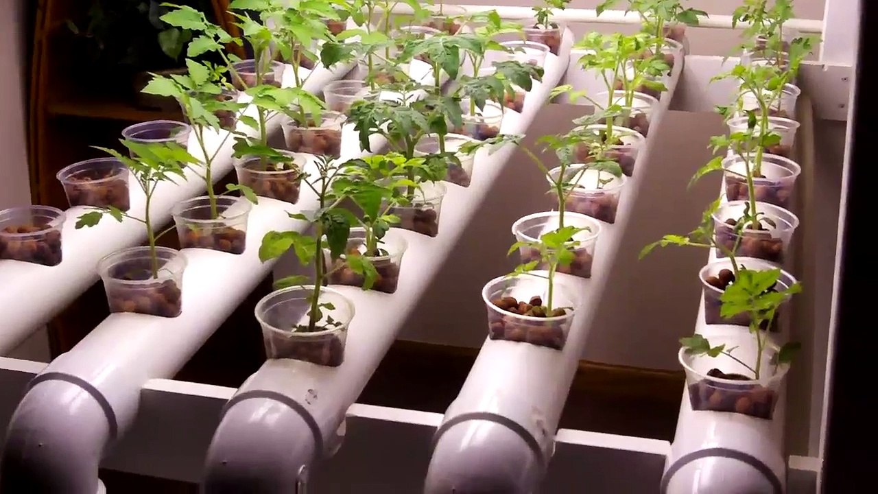 Basement Hydroponics System