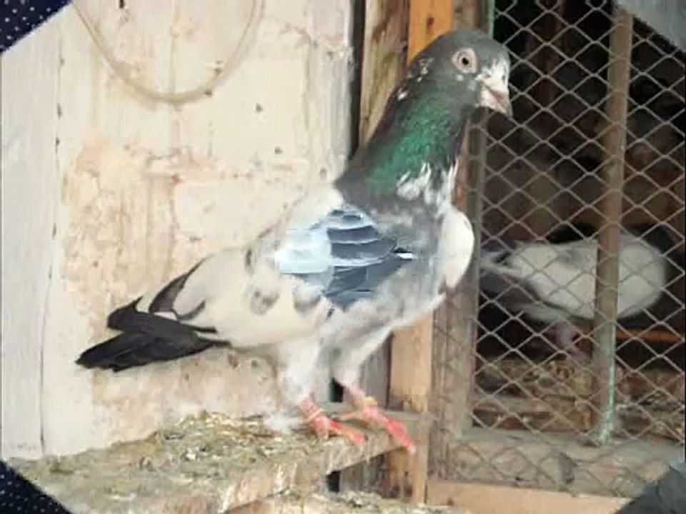 TEDDY PIGEONS, FEROZPURI PIGEONS , BANKAY PIGEONS