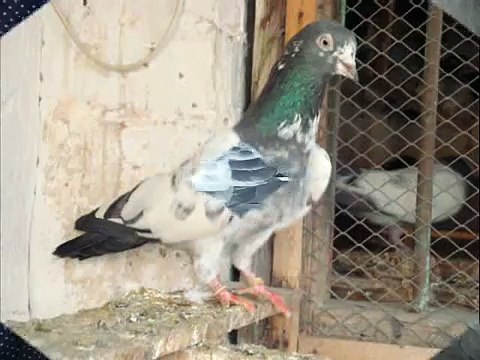 TEDDY PIGEONS, FEROZPURI PIGEONS , BANKAY PIGEONS
