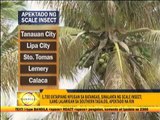 Pests threaten Batangas coconut plantation