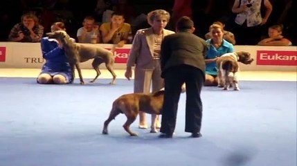 Paris Dog Show 2011 Handling Amstaff