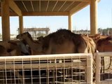 Camels being Fed on a Camel Farm