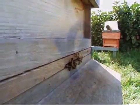 beehive-scales present the Api-Scales beehive weighing system