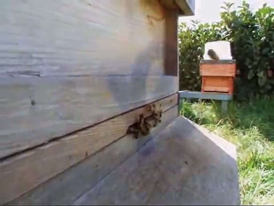 beehive-scales present the Api-Scales beehive weighing system