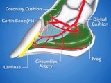 Video Explicativo de laminitis en los Equinos.