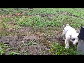 ΠΟΙΜΕΝΙΚΟΣ ΚΕΝΤΡΙΚΗΣ ΑΣΙΑΣ ΚΑΘΑΡΟΑΙΜΑ Αλαμπαι Alabay ΠΩΛΟΥΝΤΑΙ ΚΟΥΤΑΒΙΑ