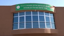 Kilis - Birleşmiş Milletler Heyeti, Kilis'te Zeytinyağı Tesisini İnceledi
