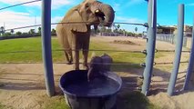 Baby Elephant Blows Bubbles   Reid Park Zoo