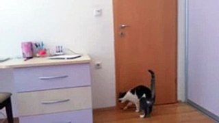 Cats amazing himself open a door at 5
