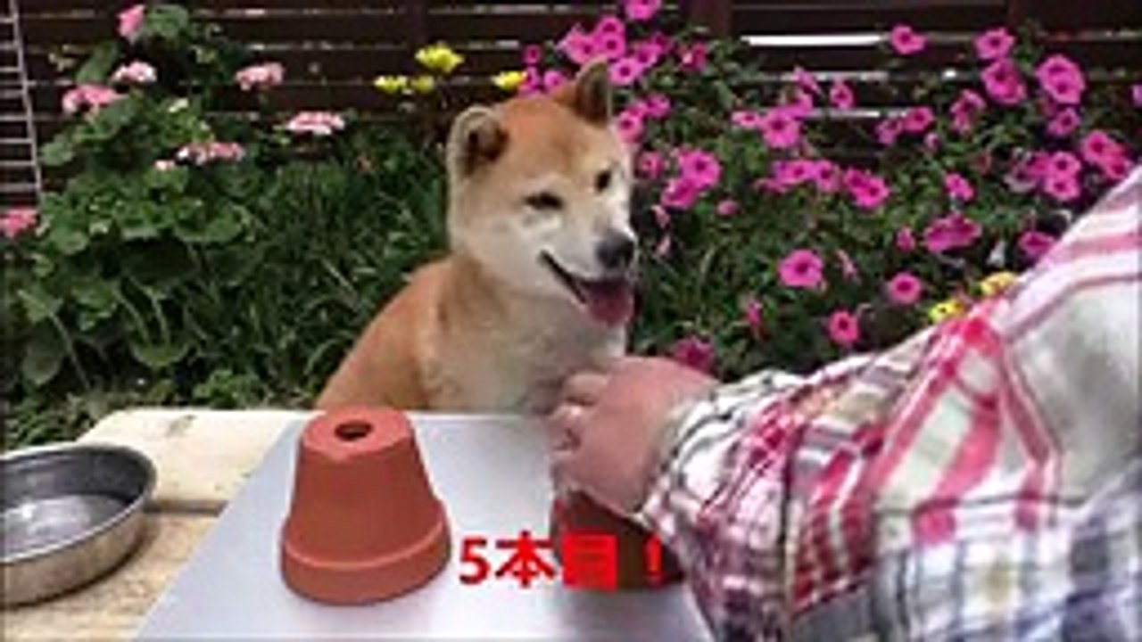 Laughing does not support floating dog nut guess game
