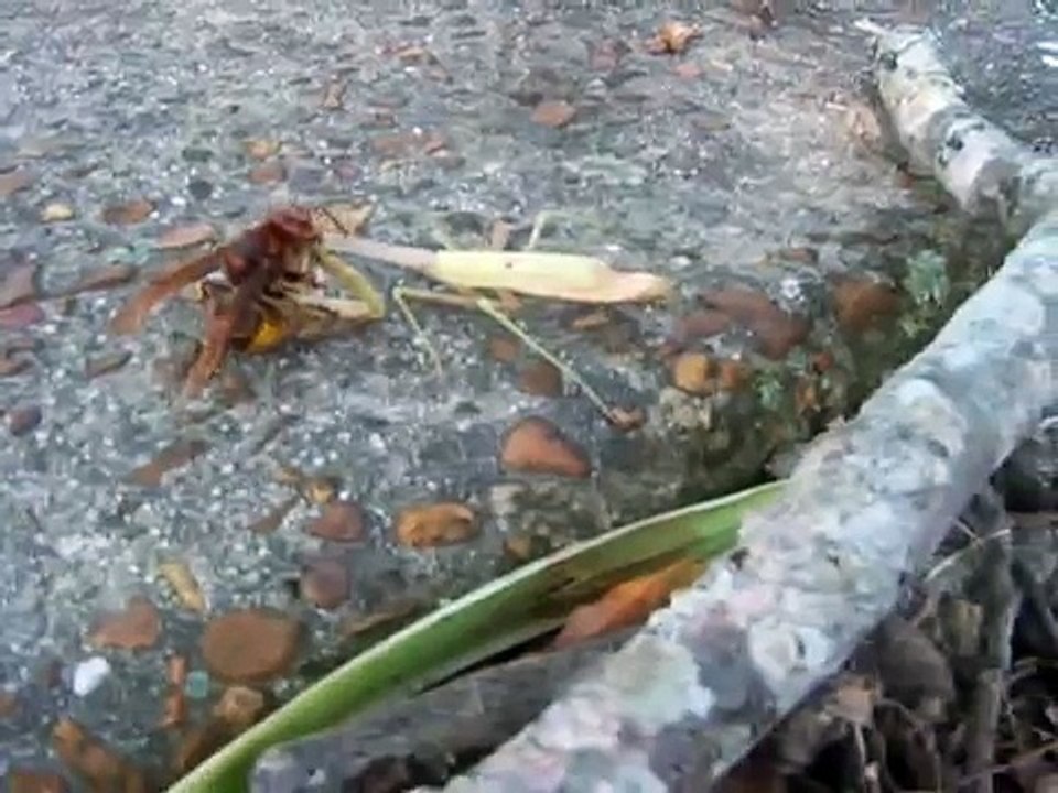 Hornet & praying mantis