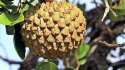 Paolo Massobrio e Rosario Previtera per l'Annona De.c.o. di Reggio Calabria a GOLOSARIA MILANO 2014