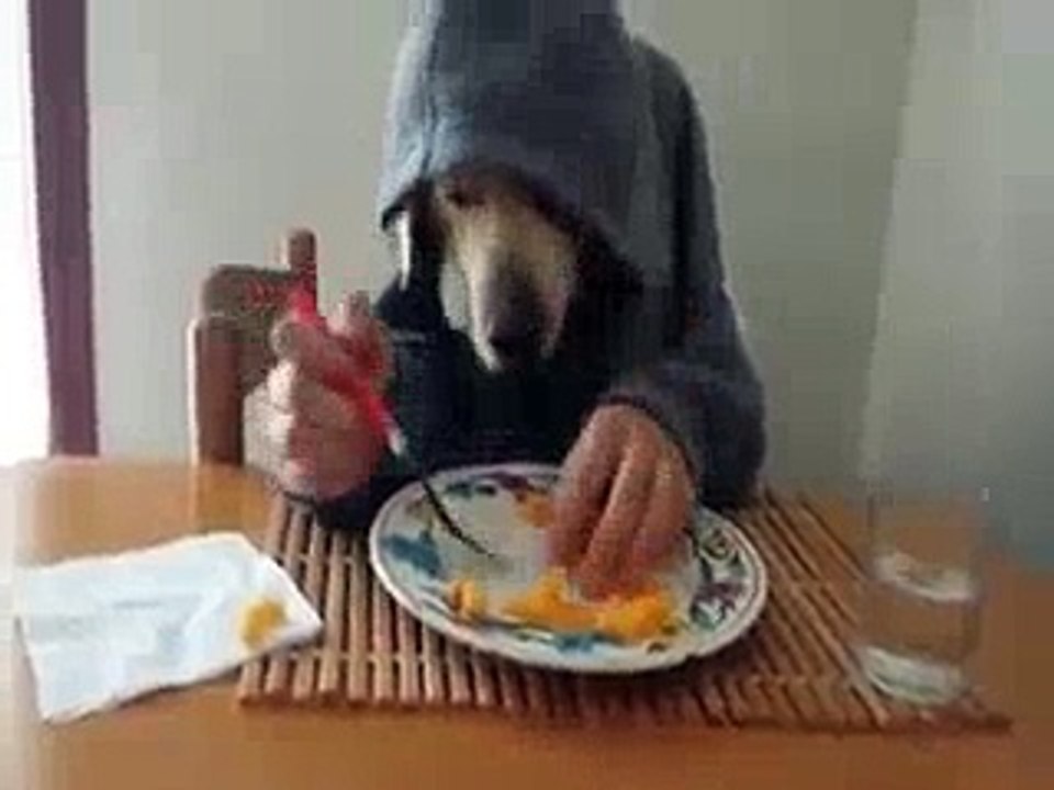 A Dog Eating A meal.