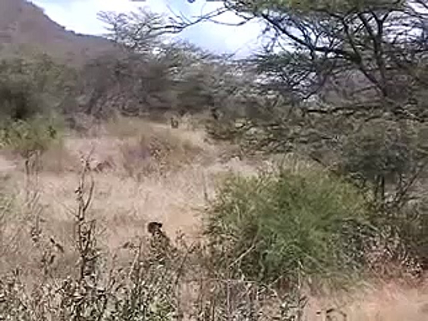 The Cheetah Hunt (Kenya)