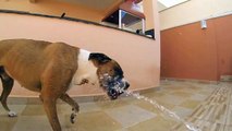 Boxer Dog in Slow Motion GoPro Hero 3 slo mo