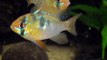 XL German Blue Ram Cichlid (Papilochromis ramirezi) - LIGHT ON