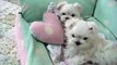 Maltese puppies from shinemore